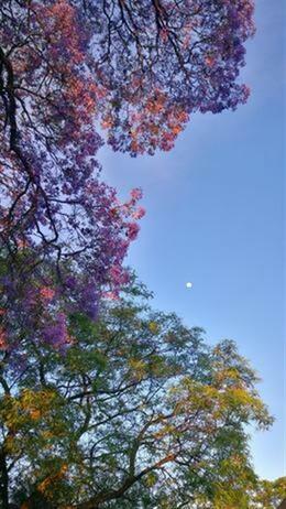 Moon in a blue sky