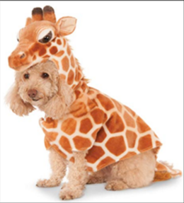Jerry Terrier