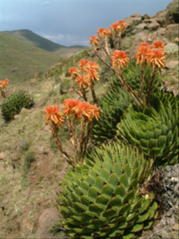 Spiral aloe, kroonaalwyn, lekhala kharetsa