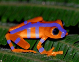 Blue eyed tree frog...