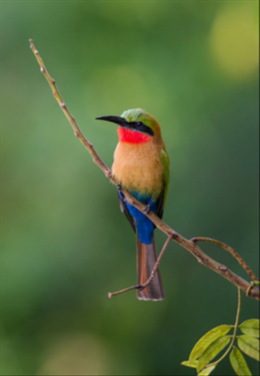 Afrikaans - Byevanger English - Bee eater