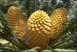 Cycad / Broodboom / uJobane