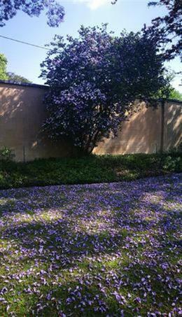 Yesterday, today, tomorrow under a Jacaranda 