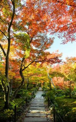 Autumn Forest