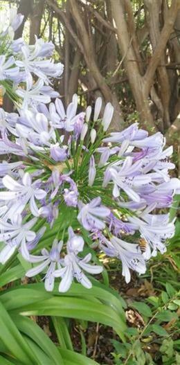 Bee in flower