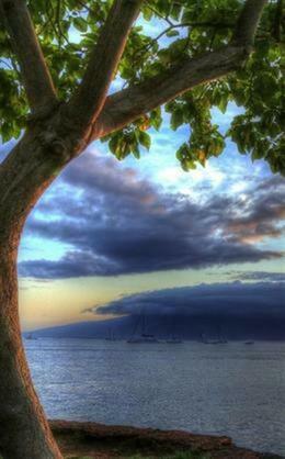 tree over water