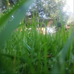 Grass