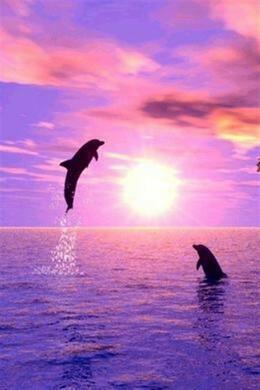 Dolphins