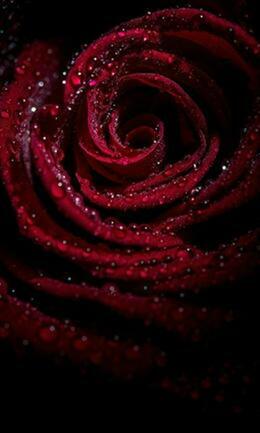 Red rose