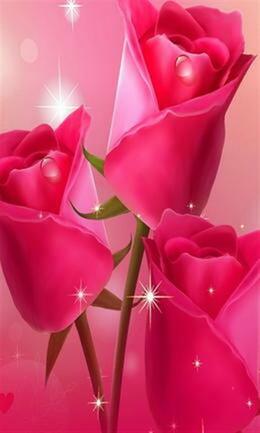 Pink roses