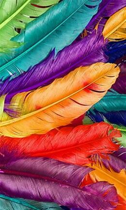 Colourful feathers