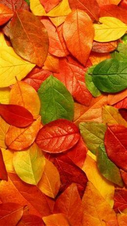 Colourful leaves