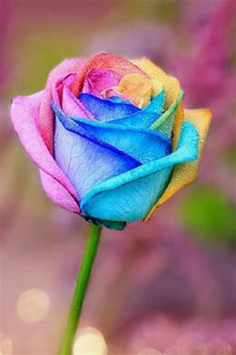 Colourful rose