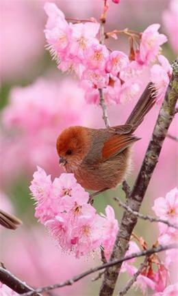 Cute little bird