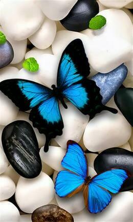 Butterflies