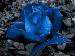 Blue rose