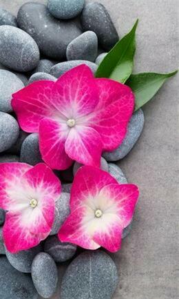 Pink flowers