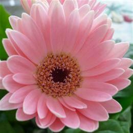 Pink flower