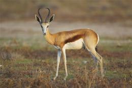 Springbok