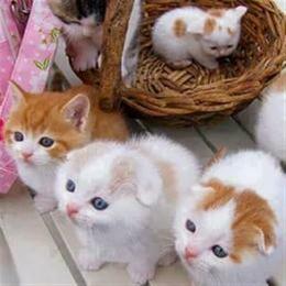 Cute kittens