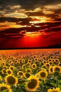 Sunflowers at the sunset